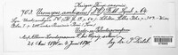 Uromyces ambiguus image